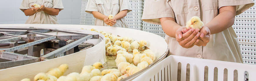 首页| 888集团电子游戏官方网站